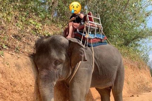 Chú voi gục đầu khi chở khách và nỗi ám ảnh động vật bị đem ra mua vui