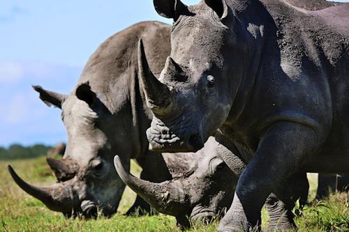 Binh sĩ Ấn Độ mang AK47 bảo vệ tê giác tại vườn quốc gia Kaziranga