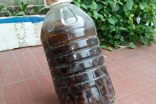 Ba người tử vong sau khi uống rượu ngâm hạt cây rừng