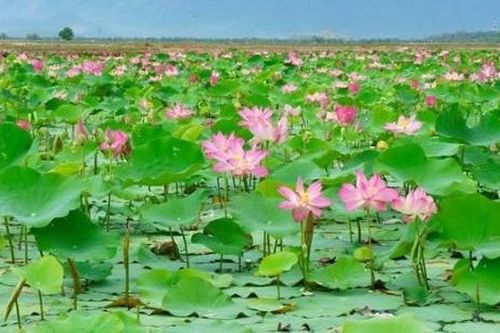 Phát huy tiềm năng du lịch Đồng Tháp- đưa du lịch 'Thủ phủ sen hồng' cất cánh