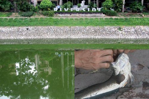 Nhận 1 triệu m3 nước từ hồ Tây, sông Tô Lịch đổi màu xanh mát lạ kỳ, người dân thích thú đến câu cá 'khủng'
