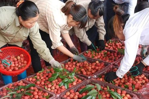 Vải thiều Bắc Giang thắng lớn cả thị trường nội địa và xuất khẩu