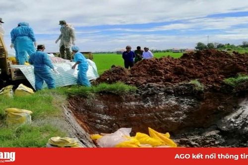 Chợ Mới phòng, chống bệnh dịch tả heo Châu Phi