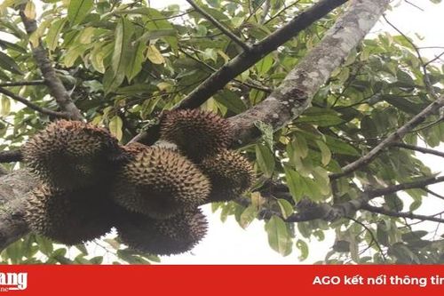 Hương vị sầu riêng núi Cấm