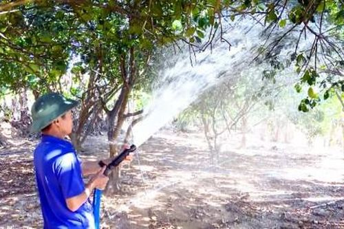 Kinh tế Nông nghiệp - Nông thôn 'Giải hạn' cho cây thanh trà