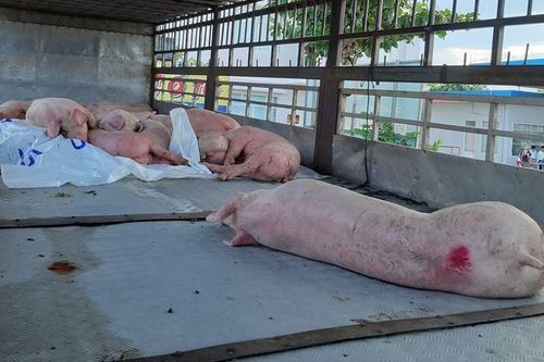 Hai tháng, 12.000 con lợn nhiễm dịch tả lợn châu Phi ở Quảng Nam bị tiêu hủy