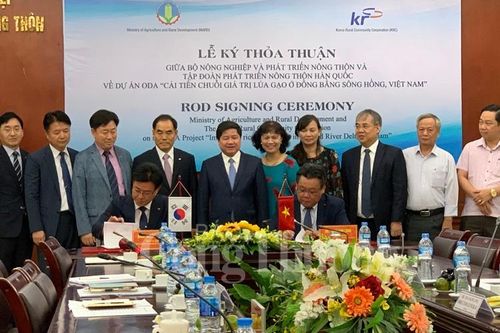 Hàn Quốc hỗ trợ 4,5 triệu USD cải tiến chuỗi giá trị lúa gạo ở đồng bằng sông Hồng