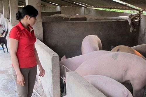 Dạy nông dân làm nông nghiệp