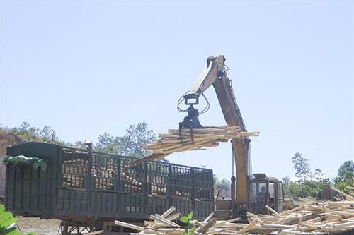 Cần xây dựng quy hoạch chế biến gỗ gắn với vùng nguyên liệu