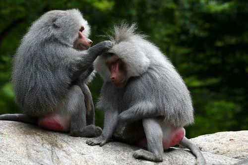 Vườn thú Đức mở tour về quan hệ đồng tính của sư tử, chim cánh cụt