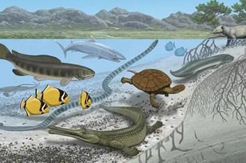 Sahara từng là 'thiên đường' của sinh vật biển