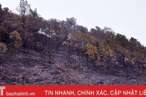 Hà Tĩnh chỉ đạo làm rõ các vụ cháy rừng ở Hương Sơn