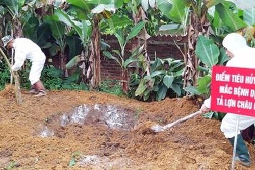 Dịch tả lợn châu Phi lan rộng ở 62 tỉnh, thành