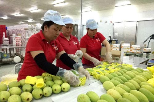 Tiếp tục nâng cao chất lượng mô hình tổ chức hoạt động dịch vụ, tư vấn hỗ trợ nông dân