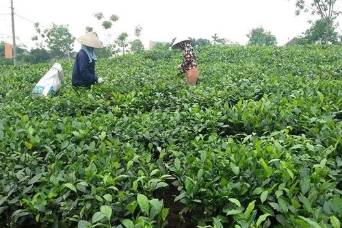 Đổi thay ở An toàn khu Đại Từ