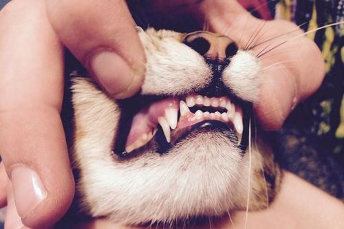 17 khám phá thú vị về tự nhiên có thể bạn chưa biết