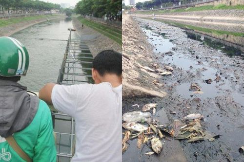 Sông Tô Lịch đen kịt trở lại sau 3 ngày nhận 1 triệu m3 nước từ Hồ Tây, cá chết nổi đầy hai bên bờ