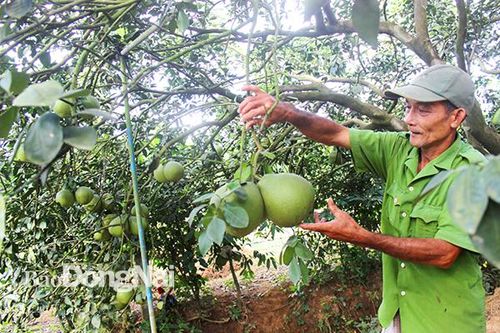 Đâu là nông sản thế mạnh của Đồng Nai?