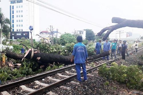 Cổ thụ bật gốc chắn ngang ray, đường sắt tê liệt gần 2 giờ