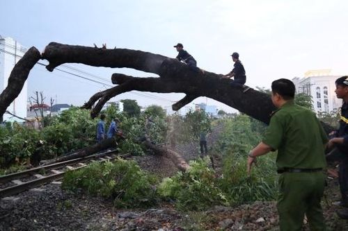 Thông tuyến đường sắt sau hai giờ tê liệt do cây xanh đổ
