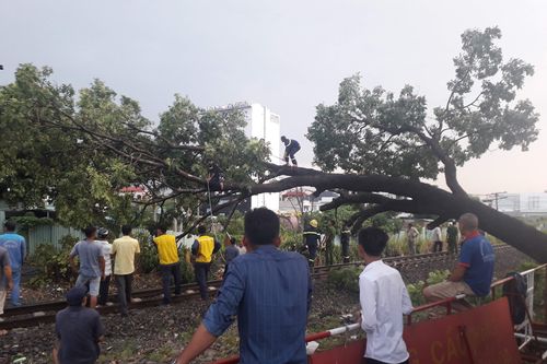 Gián đoạn giao thông vì cây to ngã chắn đường sắt Bắc - Nam