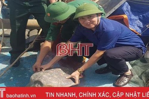 Thả rùa biển quý hiếm nặng gần 20 kg về môi trường tự nhiên