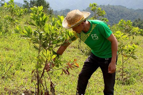 Nâng cao giá trị kinh tế rừng