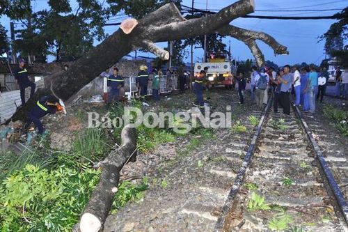 Đường sắt Bắc - Nam tê liệt do cây xanh ngã vào đường ray