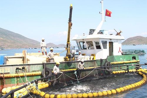 Tiềm năng phát triển nuôi biển