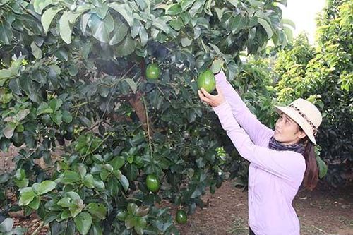 Cây bơ trên cao nguyên Mộc Châu