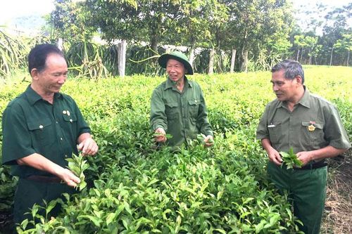 Cựu Thanh niên xung phong Tuyên Quang: Khắc ghi lời Bác dạy