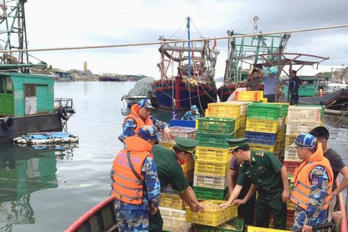 Thu giữ 35.000 con vịt không rõ nguồn gốc