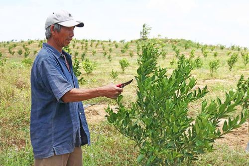 Xây dựng vùng chuyên canh cây ăn quả theo tiêu chuẩn VietGAP