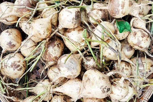 Một thời củ đậu