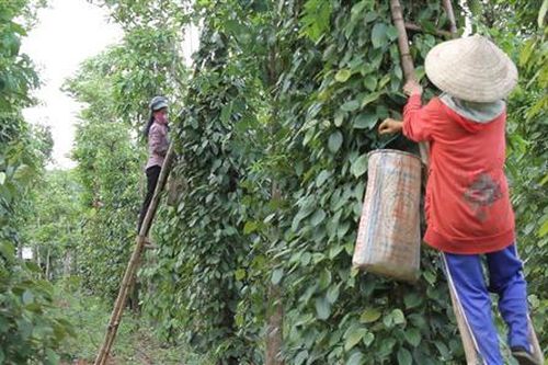 Huyện Cam Lộ triển khai Chương trình mỗi xã một sản phẩm giai đoạn 2019 – 2020