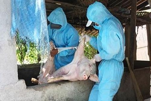 Dịch tả lợn châu Phi gây thiệt hại nặng cho người dân Quảng Nam