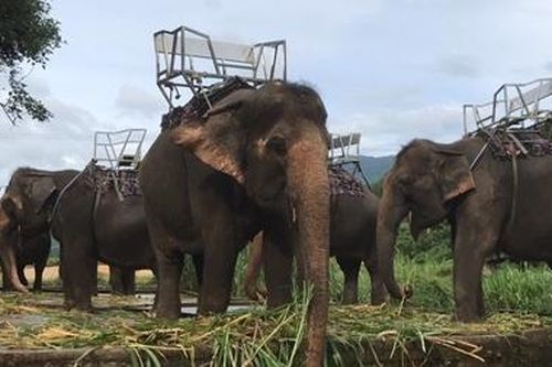 Sự thật về thông tin voi Đà Lạt bị ngược đãi