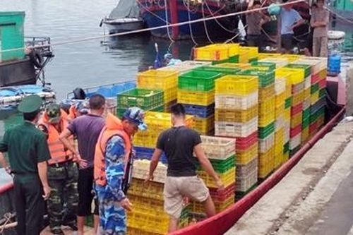 Tàu chở 35.000 con vịt giống nhập lậu từ Trung Quốc