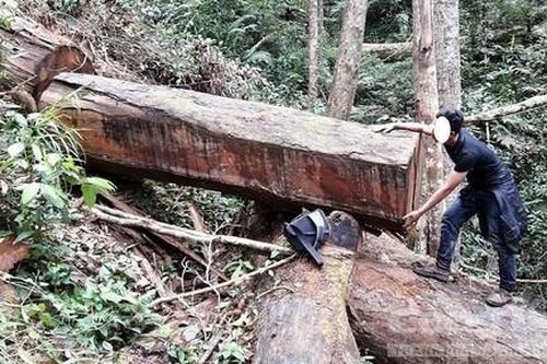 Khởi tố 2 đối tượng phá rừng có tổ chức