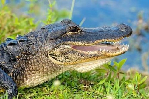 Mỹ: Cảnh báo hiện tượng 'cá sấu phê thuốc' do tội phạm vứt... ma túy bừa bãi