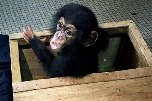 Tây Phi bóc gỡ đường dây buôn lậu tinh tinh