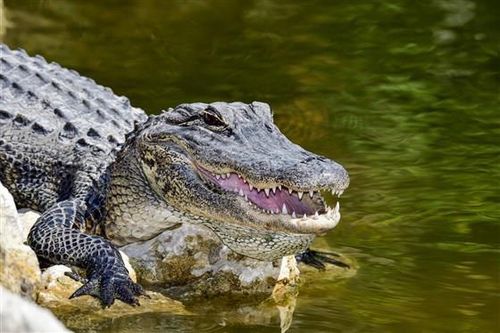 Cảnh sát Mỹ cảnh báo 'cá sấu ngáo đá' do ma túy xả vào bồn cầu