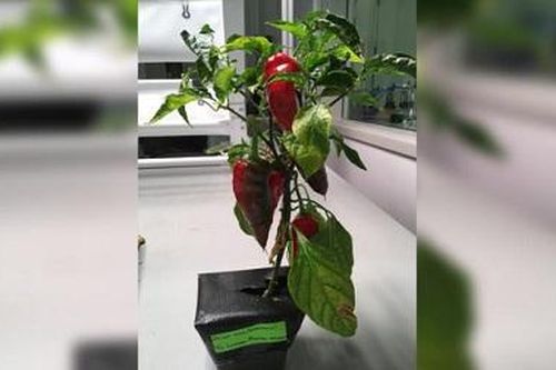 NASA trồng cây ăn trái trên vũ trụ