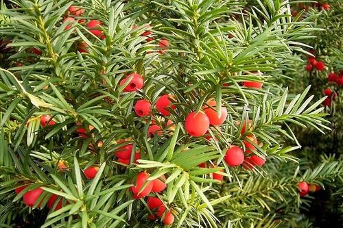 Bổ sung một số loài nguy cấp, quý, hiếm được ưu tiên bảo vệ
