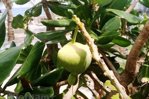 Bài 7: Sự sống bất diệt nơi biển đảo thiêng liêng của Tổ quốc