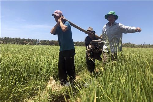 Bình Định đối mặt với hạn hán kéo dài và nghiêm trọng nhất trong 15 năm qua