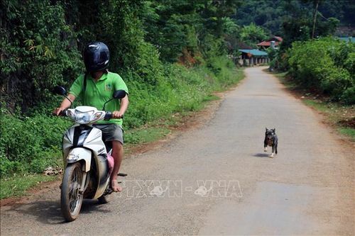 Cháu bé 10 tuổi tử vong do bệnh dại