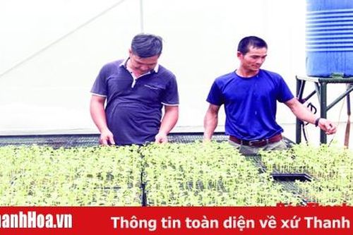 Hiệu quả thực hiện chính sách hỗ trợ sản xuất giống cây trồng, vật nuôi
