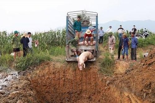 Yên Lập tăng cường biện pháp khống chế dịch tả lợn Châu Phi