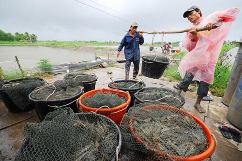 Giá tôm chạm đáy, người nuôi lao đao